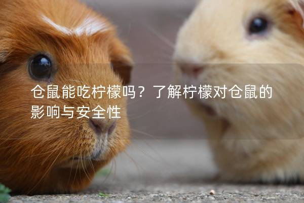 仓鼠能吃柠檬吗?了解柠檬对仓鼠的影响与安全性 仓鼠能吃柠檬吗?了解柠檬对仓鼠的影响与安全性