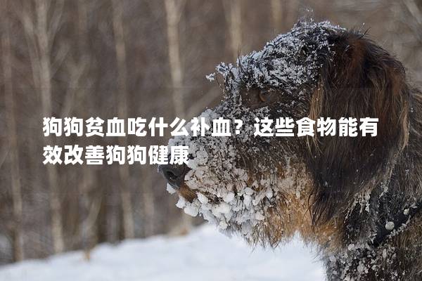 狗狗贫血吃什么补血？这些食物能有效改善狗狗健康