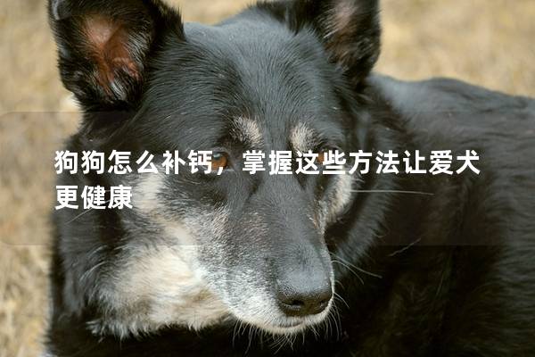 狗狗怎么补钙，掌握这些方法让爱犬更健康