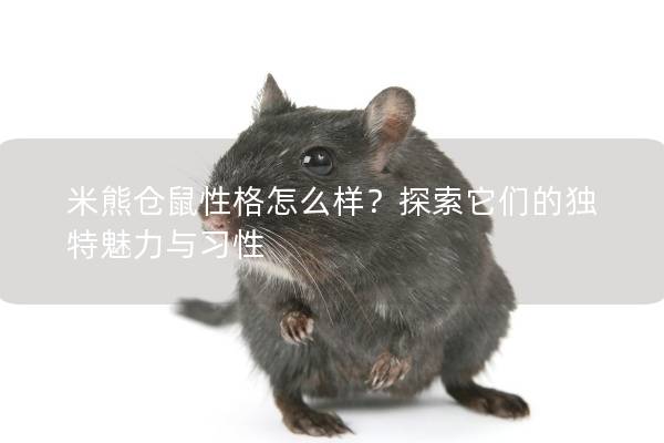 米熊仓鼠性格怎么样？探索它们的独特魅力与习性