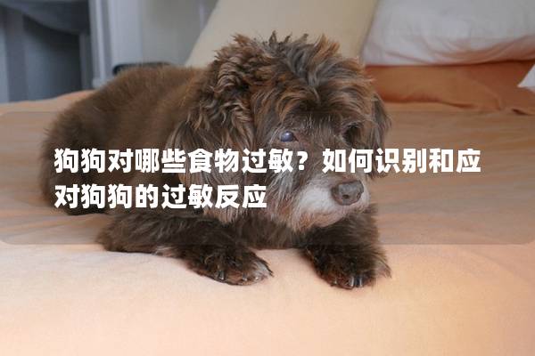 狗狗对哪些食物过敏?如何识别和应对狗狗的过敏反应 狗狗对哪些食物过敏?如何识别和应对狗狗的过敏反应
