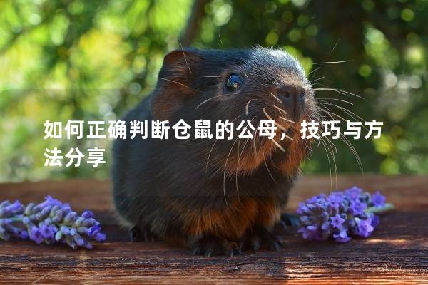 如何正确判断仓鼠的公母，技巧与方法分享