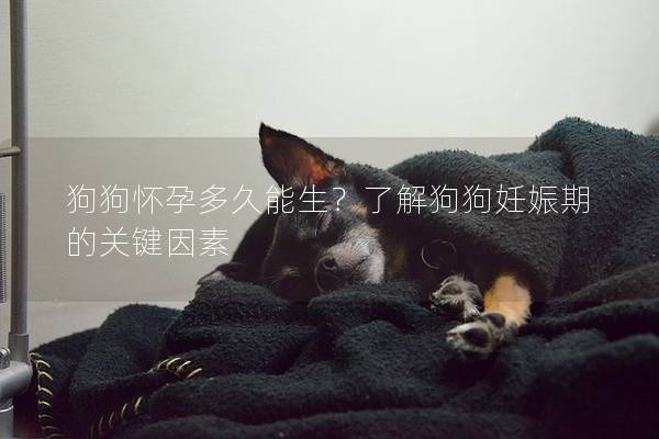 狗狗怀孕多久能生?了解狗狗妊娠期的关键因素 狗狗怀孕多久能生?了解狗狗妊娠期的关键因素