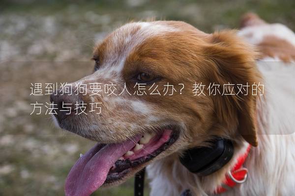 遇到狗狗要咬人怎么办？教你应对的方法与技巧