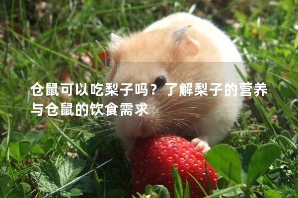 仓鼠可以吃梨子吗？了解梨子的营养与仓鼠的饮食需求