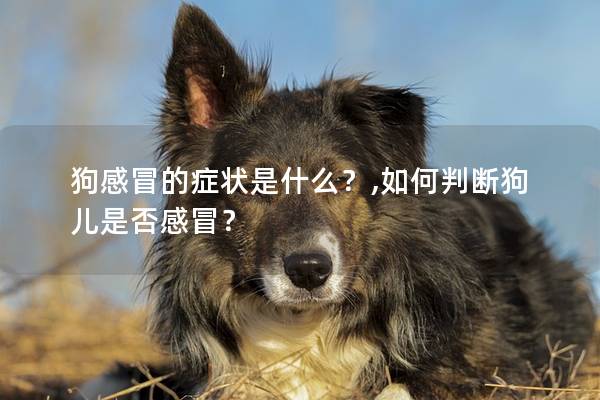 狗感冒的症状是什么？,如何判断狗儿是否感冒？