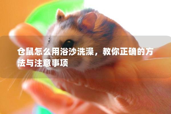 仓鼠怎么用浴沙洗澡，教你正确的方法与注意事项