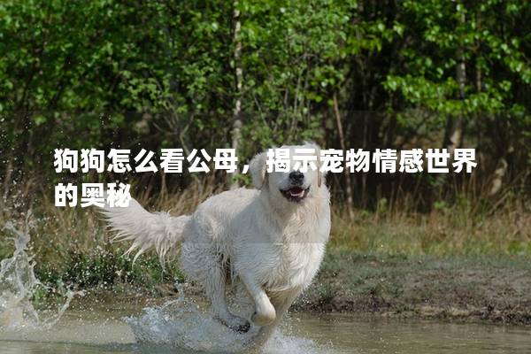 狗狗怎么看公母，揭示宠物情感世界的奥秘