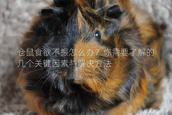 仓鼠食欲不振怎么办？你需要了解的几个关键因素与解决方法