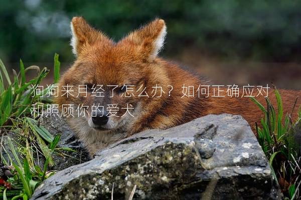 狗狗来月经了怎么办？如何正确应对和照顾你的爱犬