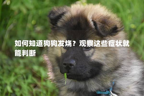 如何知道狗狗发烧？观察这些症状就能判断