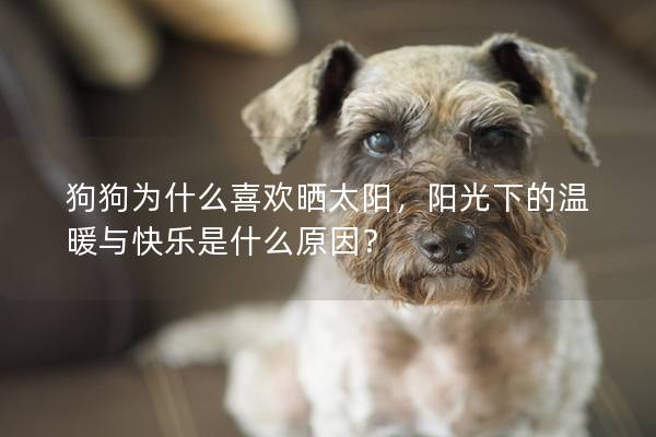 狗狗为什么喜欢晒太阳，阳光下的温暖与快乐是什么原因？