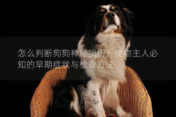 怎么判断狗狗神经损伤？宠物主人必知的早期症状与检查方法
