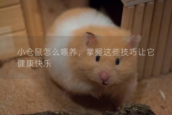 小仓鼠怎么喂养，掌握这些技巧让它健康快乐