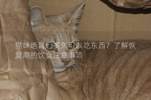 猫咪绝育后多久可以吃东西？了解恢复期的饮食注意事项