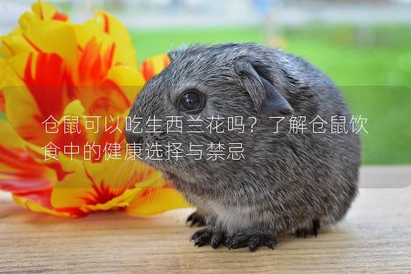仓鼠可以吃生西兰花吗？了解仓鼠饮食中的健康选择与禁忌