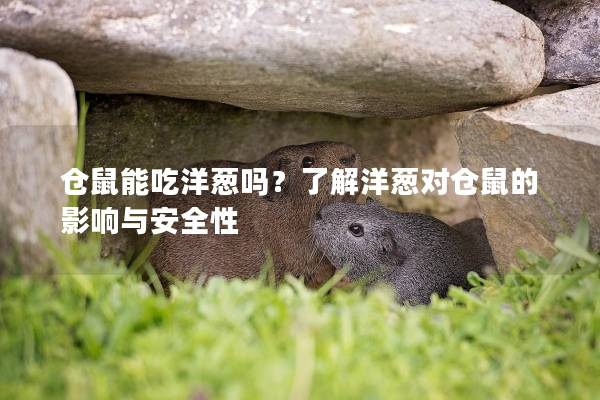 仓鼠能吃洋葱吗？了解洋葱对仓鼠的影响与安全性