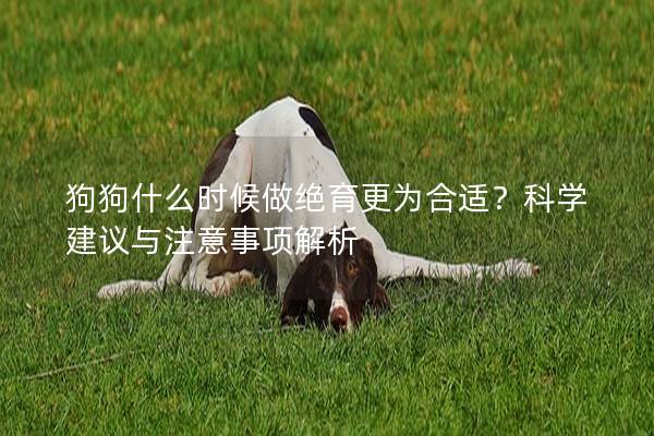 狗狗什么时候做绝育更为合适？科学建议与注意事项解析