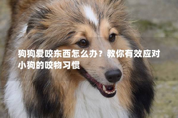 狗狗爱咬东西怎么办？教你有效应对小狗的咬物习惯