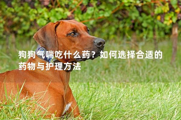狗狗气喘吃什么药？如何选择合适的药物与护理方法