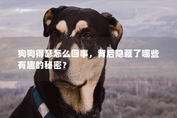 狗狗得瑟怎么回事，背后隐藏了哪些有趣的秘密？