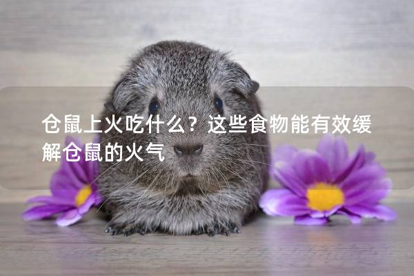仓鼠上火吃什么？这些食物能有效缓解仓鼠的火气