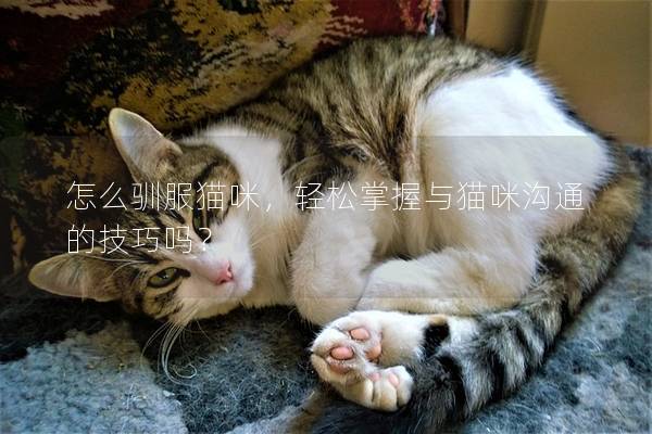 怎么驯服猫咪，轻松掌握与猫咪沟通的技巧吗？