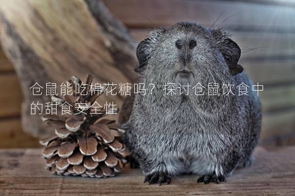 仓鼠能吃棉花糖吗？探讨仓鼠饮食中的甜食安全性