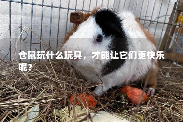仓鼠玩什么玩具，才能让它们更快乐呢？