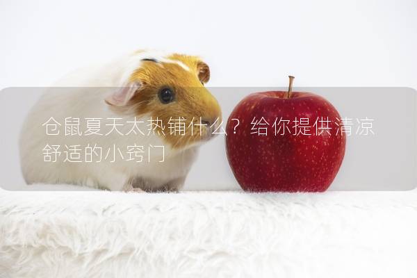 仓鼠夏天太热铺什么？给你提供清凉舒适的小窍门