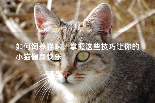 如何饲养猫咪，掌握这些技巧让你的小猫健康快乐