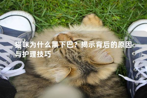 猫咪为什么黑下巴？揭示背后的原因与护理技巧