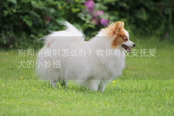 狗狗半夜叫怎么办？教你有效安抚爱犬的小妙招