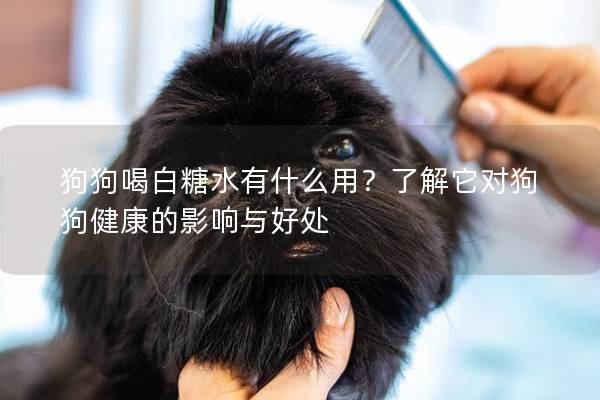 狗狗喝白糖水有什么用？了解它对狗狗健康的影响与好处