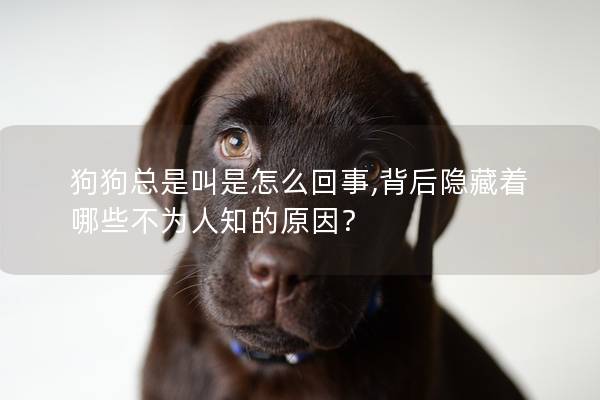 狗狗总是叫是怎么回事,背后隐藏着哪些不为人知的原因？