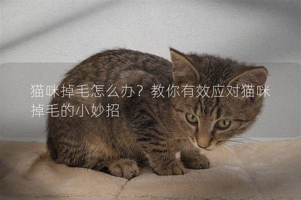 猫咪掉毛怎么办？教你有效应对猫咪掉毛的小妙招