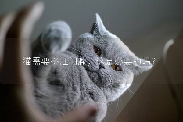 猫需要挤肛门腺，这是必要的吗？