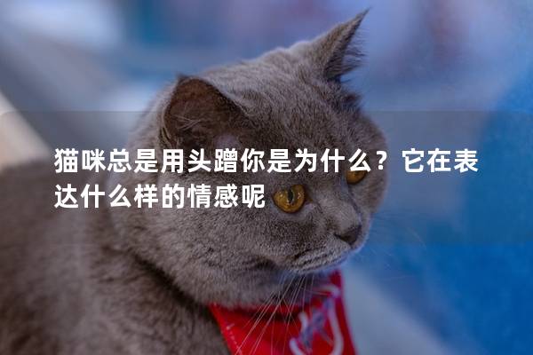 猫咪总是用头蹭你是为什么？它在表达什么样的情感呢