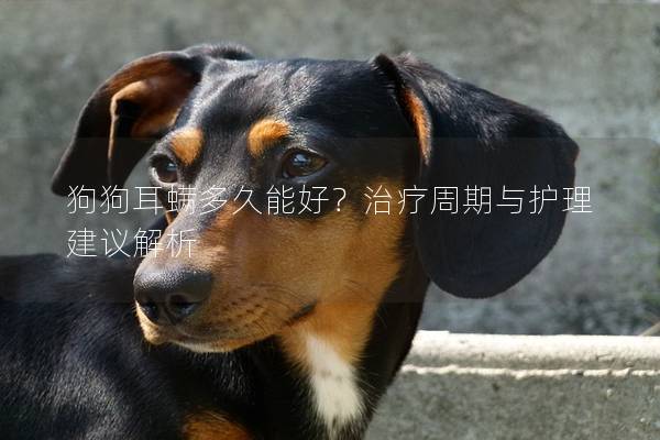 狗狗耳螨多久能好？治疗周期与护理建议解析