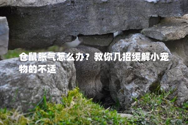 仓鼠胀气怎么办？教你几招缓解小宠物的不适