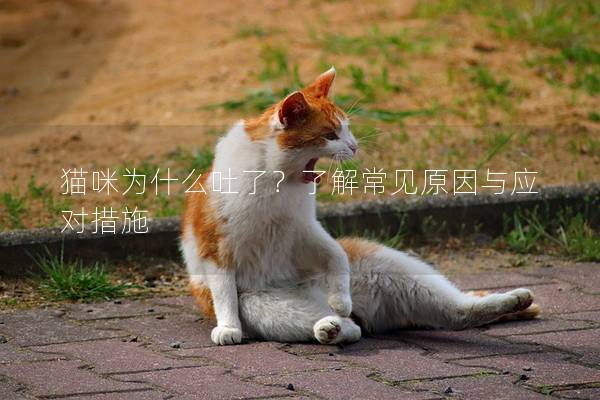 猫咪为什么吐了？了解常见原因与应对措施