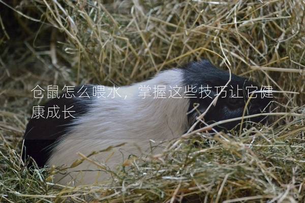 仓鼠怎么喂水,掌握这些技巧让它健康成长 仓鼠怎么喂水,掌握这些技巧让它健康成长