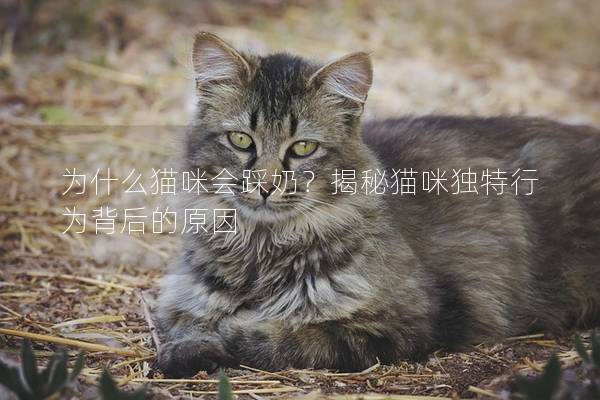 为什么猫咪会踩奶？揭秘猫咪独特行为背后的原因