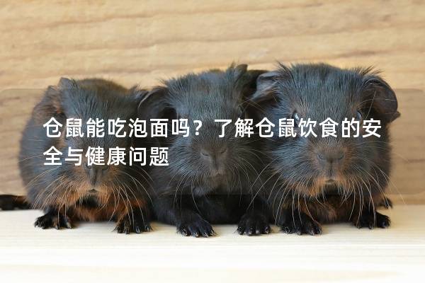 仓鼠能吃泡面吗？了解仓鼠饮食的安全与健康问题