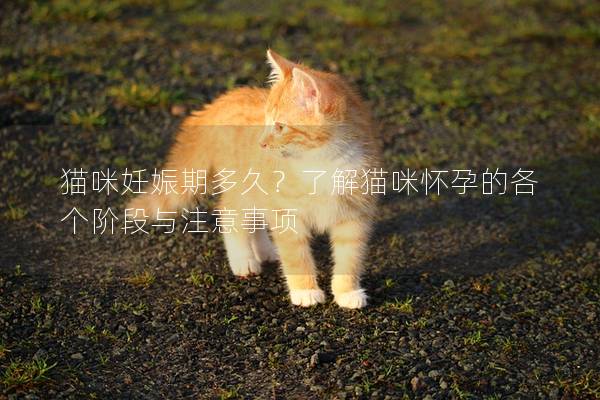 猫咪妊娠期多久？了解猫咪怀孕的各个阶段与注意事项