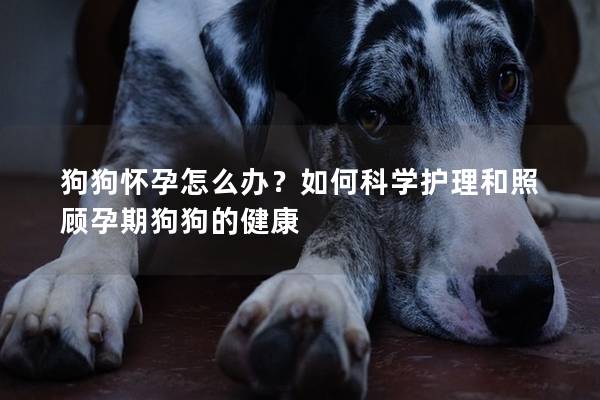 狗狗怀孕怎么办？如何科学护理和照顾孕期狗狗的健康