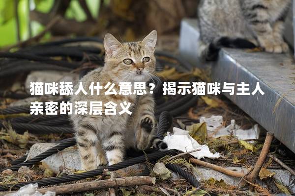 猫咪舔人什么意思？揭示猫咪与主人亲密的深层含义
