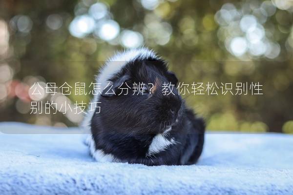 公母仓鼠怎么分辨？教你轻松识别性别的小技巧