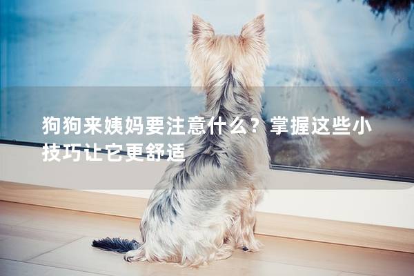 狗狗来姨妈要注意什么？掌握这些小技巧让它更舒适