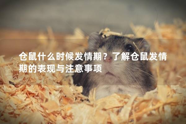 仓鼠什么时候发情期？了解仓鼠发情期的表现与注意事项